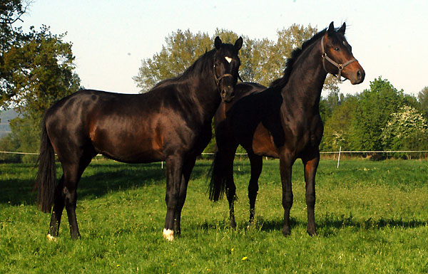 Zweijhrige Hengste: li. v. Alter Fritz, re. v. Goldschmidt am 30. April 2011 - Foto: Beate Langels - Trakehner Gestt Hmelschenburg