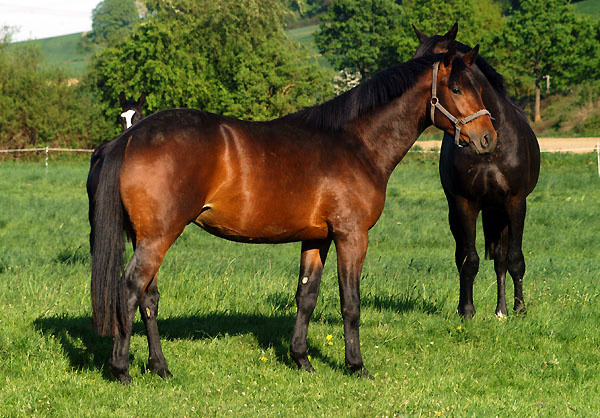 Zweijhriger Hengst von Grand Passion x Summertime am 30. April 2011 - Foto: Beate Langels - Trakehner Gestt Hmelschenburg