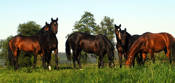 Zweijhrige Hengste am 30. April 2011 - Foto: Beate Langels - Trakehner Gestt Hmelschenburg