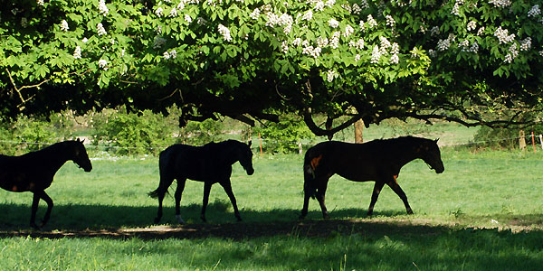 Zweijhrige Hengste am 30. April 2011 - Foto: Beate Langels - Trakehner Gestt Hmelschenburg