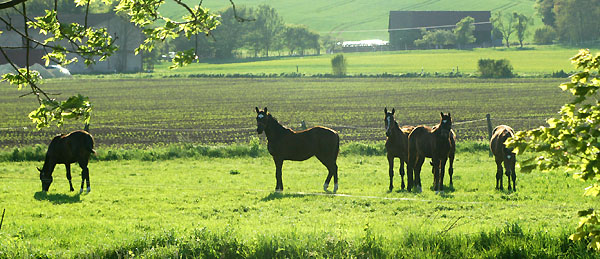 Einjhrige Hengste am 30. April 2011 - Foto: Beate Langels - Trakehner Gestt Hmelschenburg