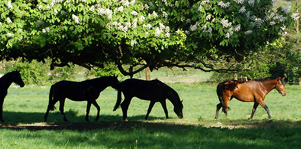 Zweijhrige Hengste am 30. April 2011 - Foto: Beate Langels - Trakehner Gestt Hmelschenburg