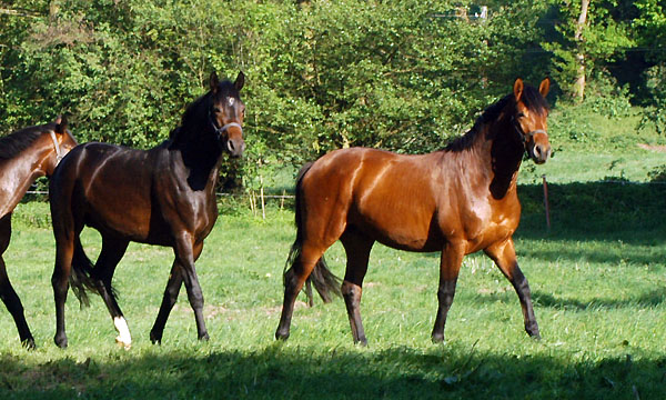 Zweijhrige Hengste: li. v. Goldschmidt, re. v. Exclusiv - am 30. April 2011 - Foto: Beate Langels - Trakehner Gestt Hmelschenburg