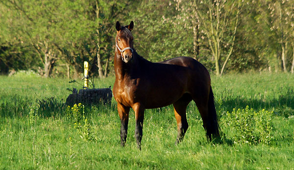 Zweijhriger Hengst von Grand Passion x Summertime am 30. April 2011 - Foto: Beate Langels - Trakehner Gestt Hmelschenburg