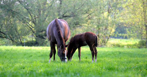 Prmienstute Klassic mit Stutfohlen von Singolo am 30. April 2011 - Foto: Beate Langels - Trakehner Gestt Hmelschenburg