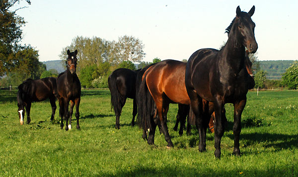 Zweijhrige Hengste am 30. April 2011 - Foto: Beate Langels - Trakehner Gestt Hmelschenburg