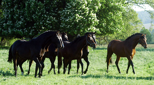 Zweijhrige Hengste am 30. April 2011 - Foto: Beate Langels - Trakehner Gestt Hmelschenburg