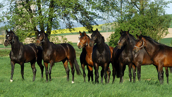 Zweijhrige Hengste am 30. April 2011 - Foto: Beate Langels - Trakehner Gestt Hmelschenburg