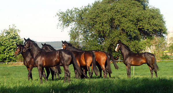 Zweijhrige Hengste am 30. April 2011 - Foto: Beate Langels - Trakehner Gestt Hmelschenburg