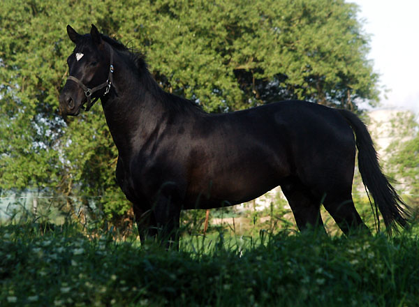 Zweijhriger Hengst von Alter Fritz x Kostolany am 30. April 2011 - Foto: Beate Langels - Trakehner Gestt Hmelschenburg