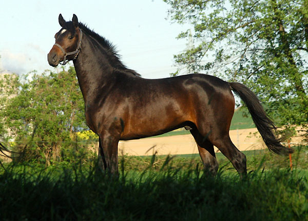 Zweijhriger Hengst von Goldschmidt x Glanzlicht am 30. April 2011 - Foto: Beate Langels - Trakehner Gestt Hmelschenburg