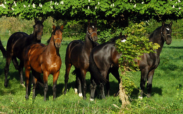 Zweijhrige Hengste am 30. April 2011 - Foto: Beate Langels - Trakehner Gestt Hmelschenburg