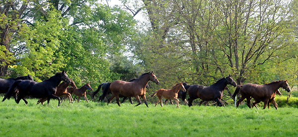 Die Stuten und Fohlen am 30. April 2011 - Foto: Beate Langels - Trakehner Gestt Hmelschenburg