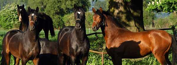 Zweijhrige Hengste am 30. April 2011 - Foto: Beate Langels - Trakehner Gestt Hmelschenburg