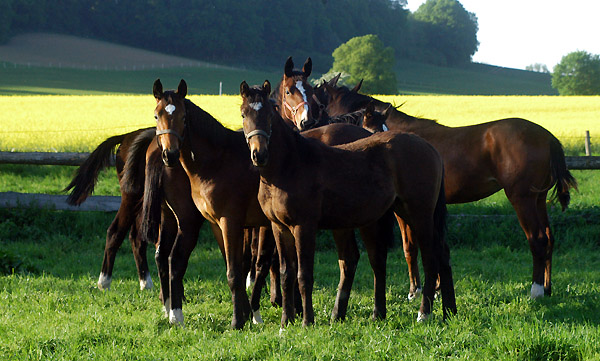 Einjhrige Hengste am 30. April 2011 - Foto: Beate Langels - Trakehner Gestt Hmelschenburg