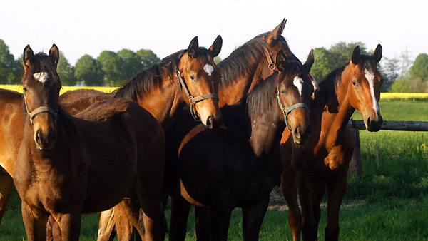 Einjhrige Hengste am 30. April 2011 - Foto: Beate Langels - Trakehner Gestt Hmelschenburg