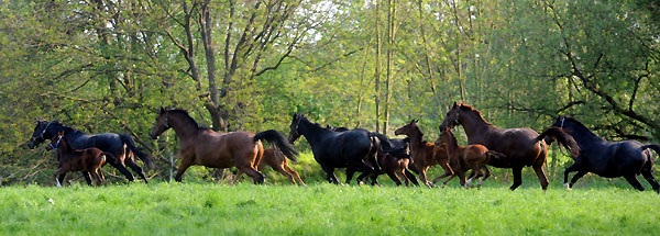 Die Stuten und Fohlen am 30. April 2011 - Foto: Beate Langels - Trakehner Gestt Hmelschenburg