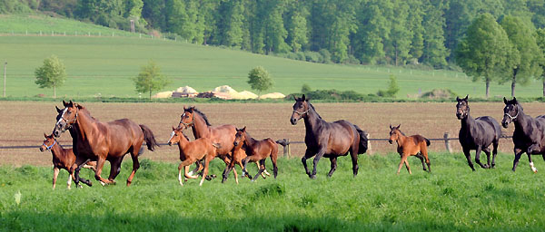 Die Stuten und Fohlen am 30. April 2011 - Foto: Beate Langels - Trakehner Gestt Hmelschenburg