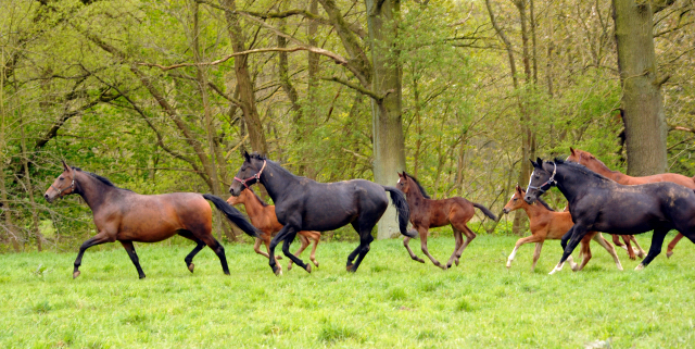 Stuten und Fohlen im Trakehner Gestt Hmelschenburg - Beate Langels