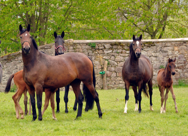 Stuten und Fohlen im Trakehner Gestüt Hämelschenburg - Beate Langels