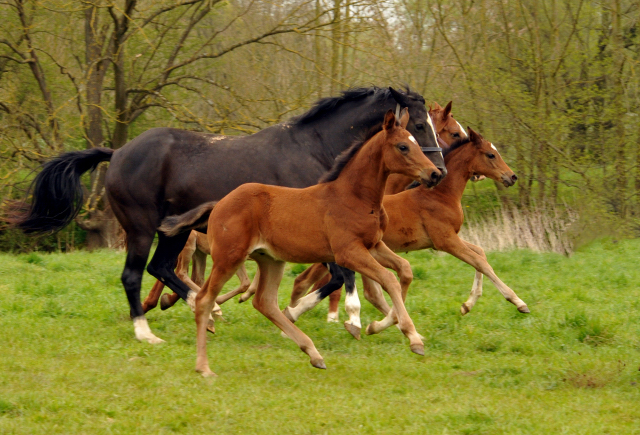 Stuten und Fohlen im Trakehner Gestüt Hämelschenburg - Beate Langels