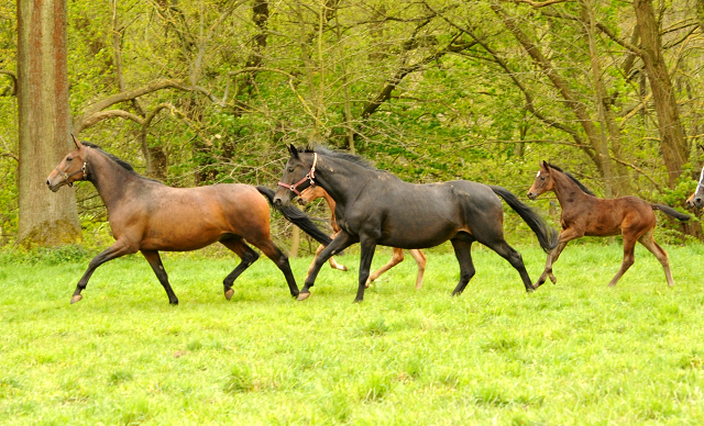 Stuten und Fohlen im Trakehner Gestüt Hämelschenburg - Beate Langels