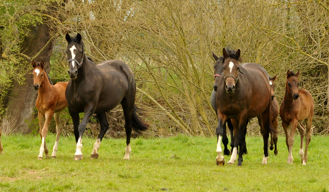Stuten und Fohlen im Trakehner Gestüt Hämelschenburg - Beate Langels