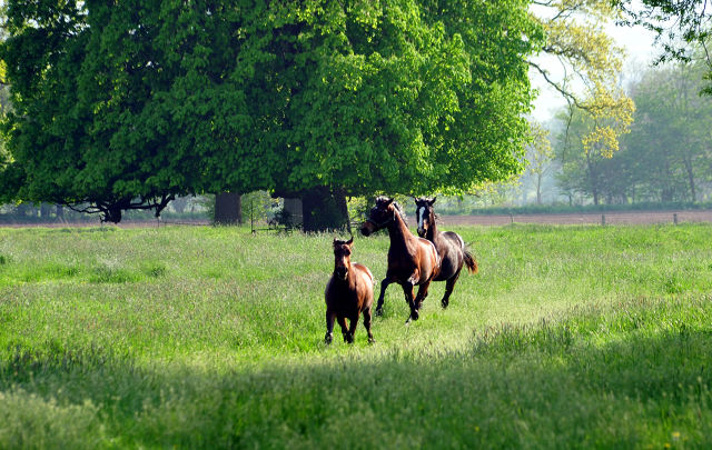 zweijhrige Hengste im April 2019 - Trakehner Gestt Hmelschenburg - Foto: Beate Langels