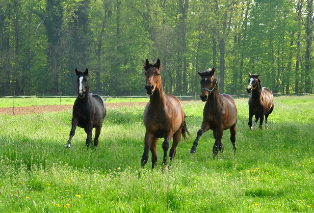 Zweijhrige Hengste - Trakehner Gestt Hmelschenburg - Foto: Beate Langels - 
Trakehner Gestt Hmelschenburg