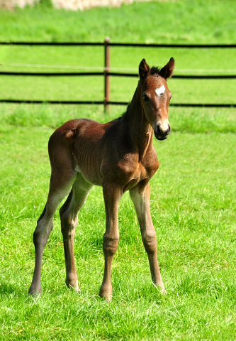 Hengstfohlen von Saint Cyr u.d. TeaCup v. Exclusiv - Trakehner Gestt Hmelschenburg - Foto: Beate Langels - 
Trakehner Gestt Hmelschenburg