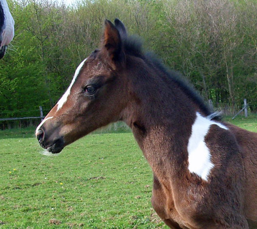 Trakehner Stutfohlen von Saint Cyr, Trakehner Gestt Hmelschenburg