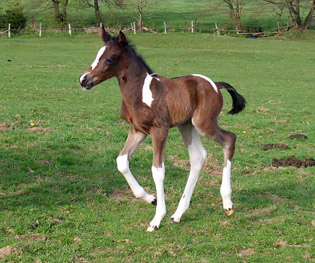 Trakehner Stutfohlen von Saint Cyr, Trakehner Gestt Hmelschenburg