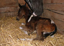 Frisch auf der Welt - Stutfohlen von Saint Cyr