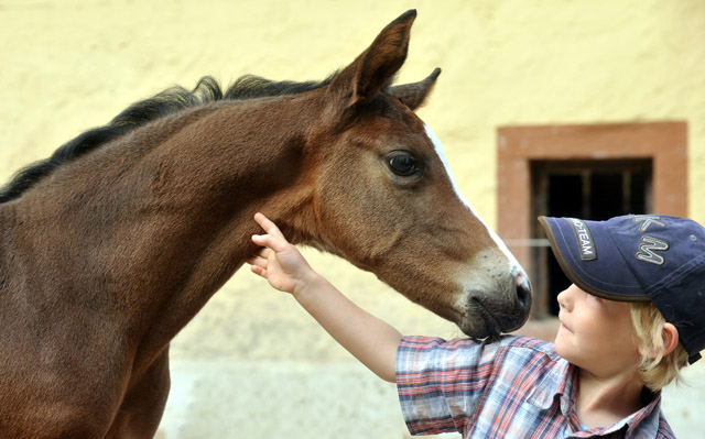 Trakehner Filly by Saint Cyr out of Premiummare Tavolara by Exclusiv - Gestt Hmelschenburg - Beate Langels