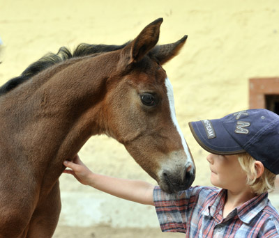 Trakehner Filly by Saint Cyr out of Premiummare Tavolara by Exclusiv - Gestt Hmelschenburg - Beate Langels