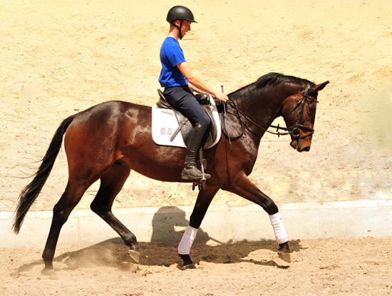 Grand Cyr - Trakehner Wallach von Saint Cyr u.d. Guendalina