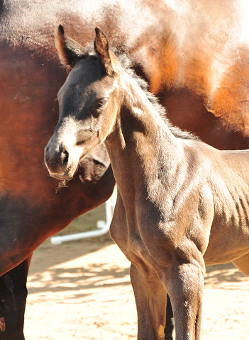 Hengstfohlen von His Moment x Imperio - Trakehner Gestt Hmelschenburg - Foto: Beate Langels - 
Trakehner Gestt Hmelschenburg