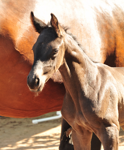 Hengstfohlen von His Moment x Imperio - Trakehner Gestt Hmelschenburg - Foto: Beate Langels - 
Trakehner Gestt Hmelschenburg