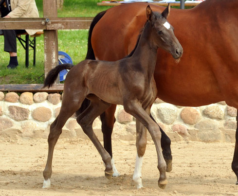 Hengstfohlen u.d. Klara v. Exclusiv - Foto: Beate Langels - Trakehner Gestt Hmelschenburg