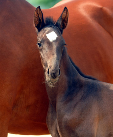 Hengstfohlen u.d. Klara v. Exclusiv - Foto: Beate Langels - Trakehner Gestt Hmelschenburg