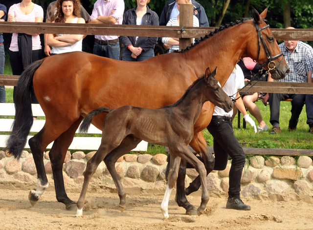 Hengstfohlen u.d. Klara v. Exclusiv - Foto: Beate Langels - Trakehner Gestt Hmelschenburg