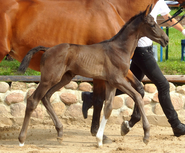 Hengstfohlen u.d. Klara v. Exclusiv - Foto: Beate Langels - Trakehner Gestt Hmelschenburg