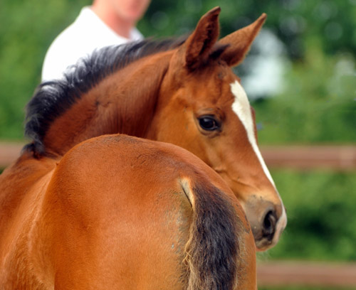 Trakehner Stutfohlen von Saint Cyr u.d. Dejanira v. Freudenfest - Foto: Beate Langels, Gestüt Hämelschenburg