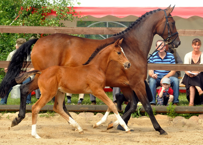 Trakehner Stutfohlen von Saint Cyr u.d. Dejanira v. Freudenfest - Foto: Beate Langels, Gestt Hmelschenburg