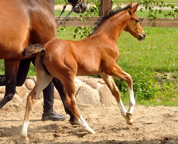 Trakehner Stutfohlen von Saint Cyr u.d. Dejanira v. Freudenfest - Foto: Beate Langels, Gestt Hmelschenburg