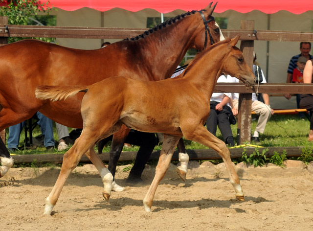 Hengstfohlen von Syriano u.d. Grazia Patricia v. Alter Fritz, Gestt Schplitz - Bernhard Langels