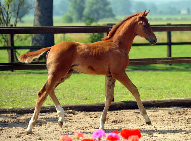 Hengstfohlen von Syriano u.d. Grazia Patricia v. Alter Fritz, Gestt Schplitz - Bernhard Langels