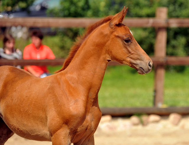 Hengstfohlen von Syriano u.d. Grazia Patricia v. Alter Fritz, Gestt Schplitz - Bernhard Langels