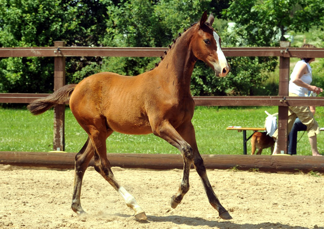 Hengstfohlen von Freudenfest u.d. Karalina v. Exclusiv - Foto: Beate Langels - Zchter : Trakehner Gestt Hmelschenburg