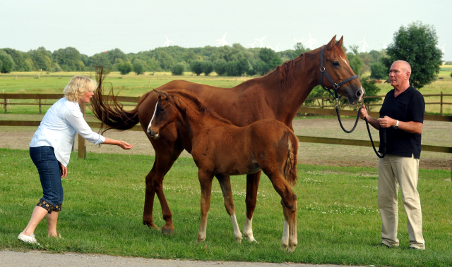 Trakehner Hengstfohlen von All Inclusive u.d. Pr.St. Persiflaya v. Freudenfest  - Foto: Beate Langels